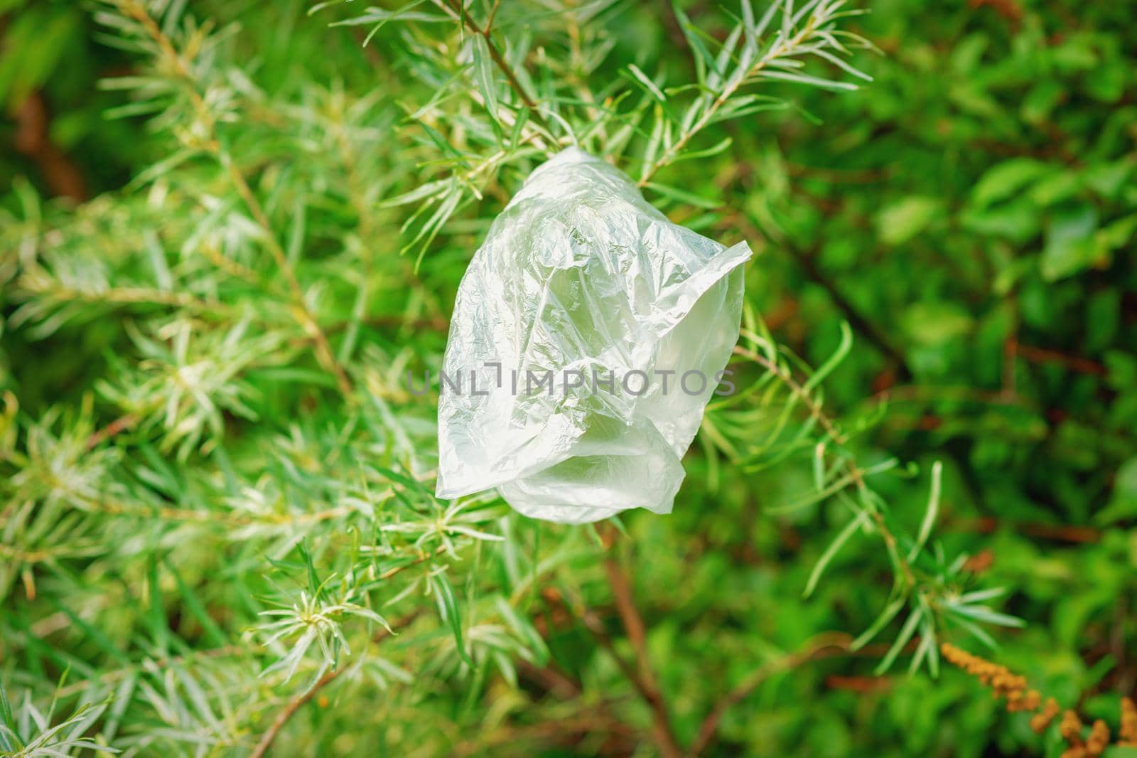 White plastic bag hanging on green fir tree branch at park