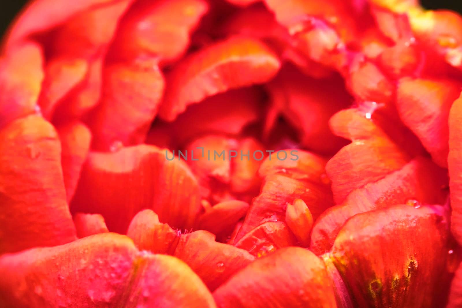 macro photo red toulpan bud, blurred background. View from above color by lempro