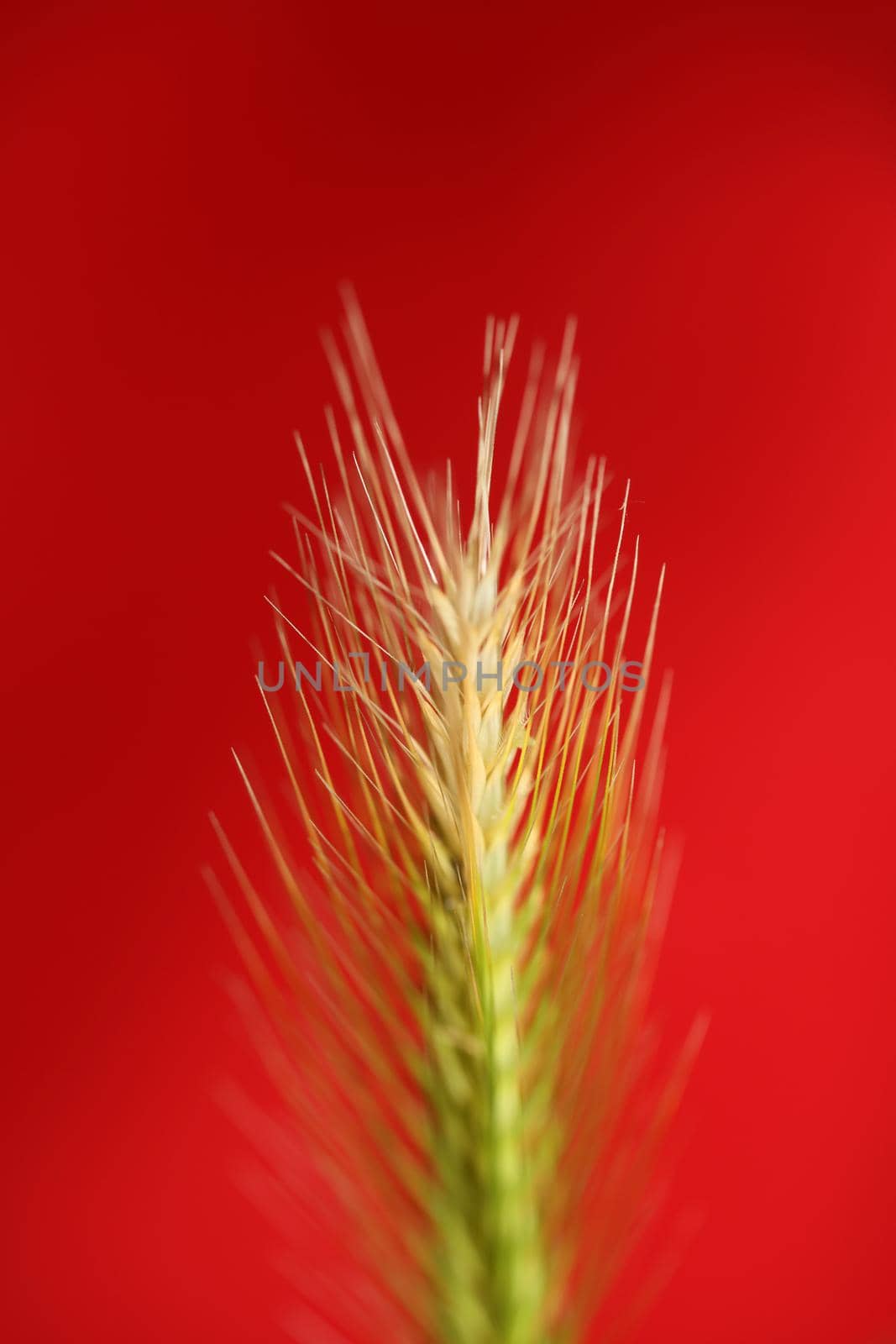 Flower blossom close up hordeum vulgare family poaceae botanical background modern high quality big size print home decoration