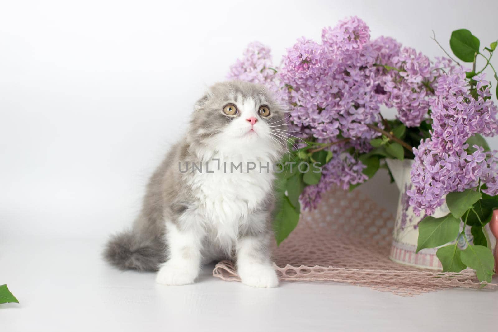 Young scottish highland fold kitten on white and lilac background by KatrinBaidimirova