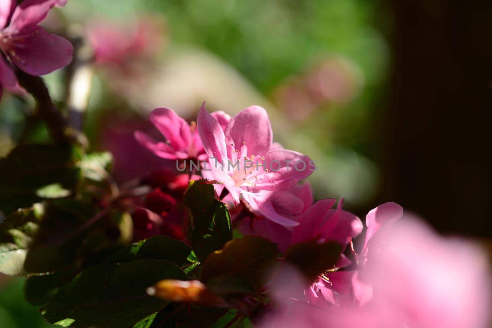 Close up of pink apple tree blossoms against a blurred background