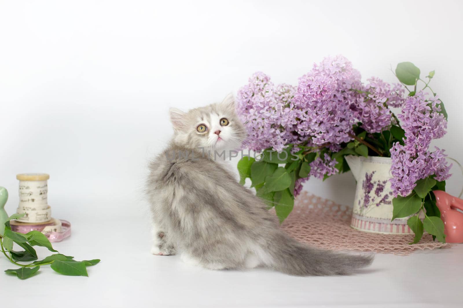 Cute pets. Little kitten breed of scottish highland stright cat on a white background with lilac elements.