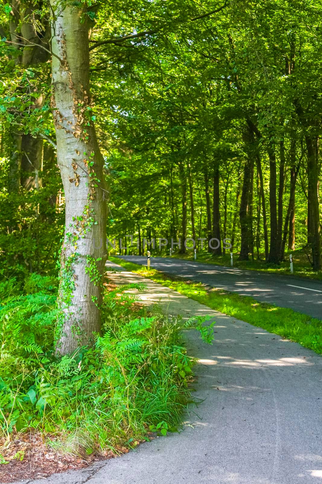 Natural beautiful panorama view with pathway and green plants trees in the forest of Hemmoor Hechthausen in Cuxhaven Lower Saxony Germany.