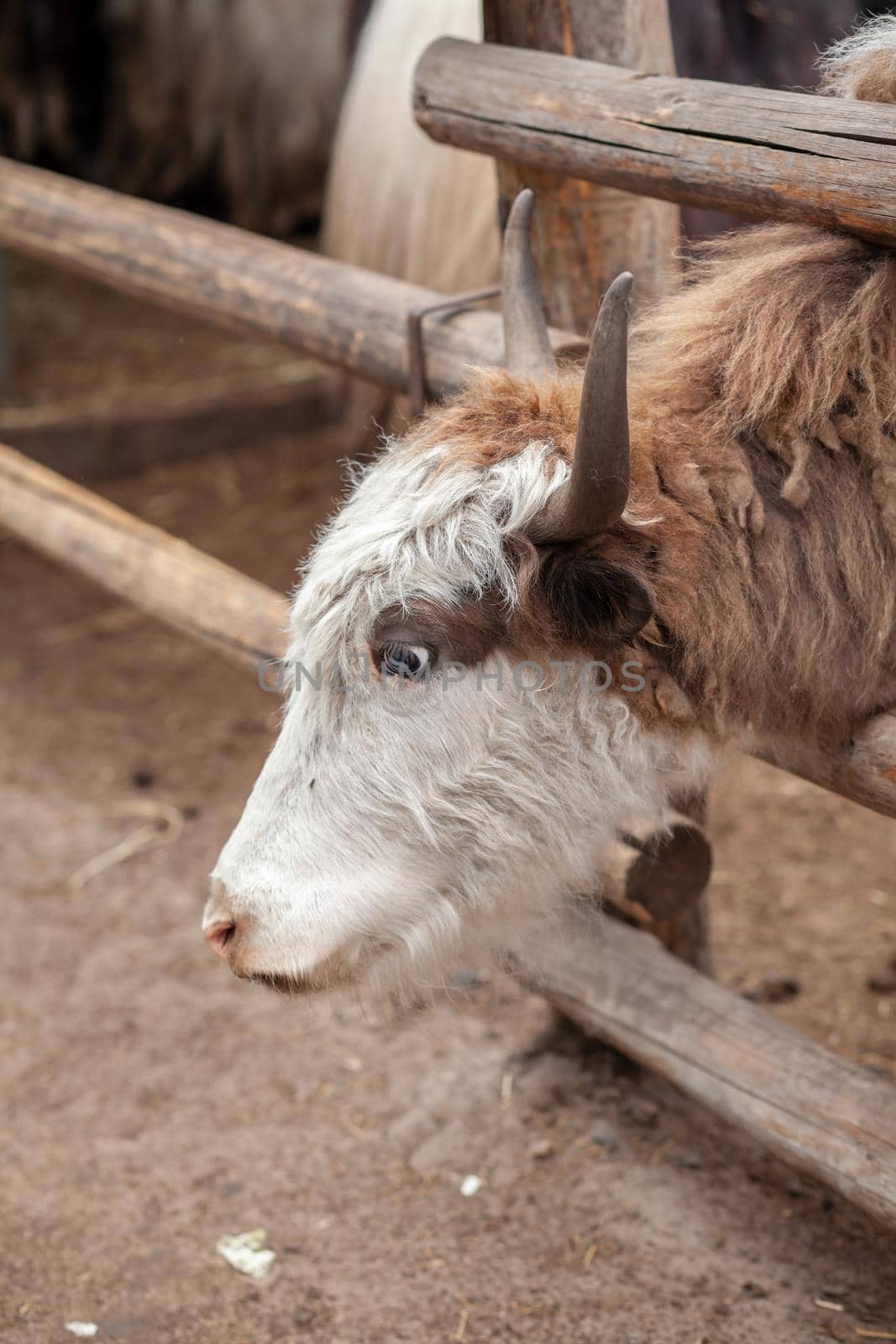 The head of a large cow or bull with horns. Portrait of a head of cattle on a farm. Breeding animals for dairy products or meat.