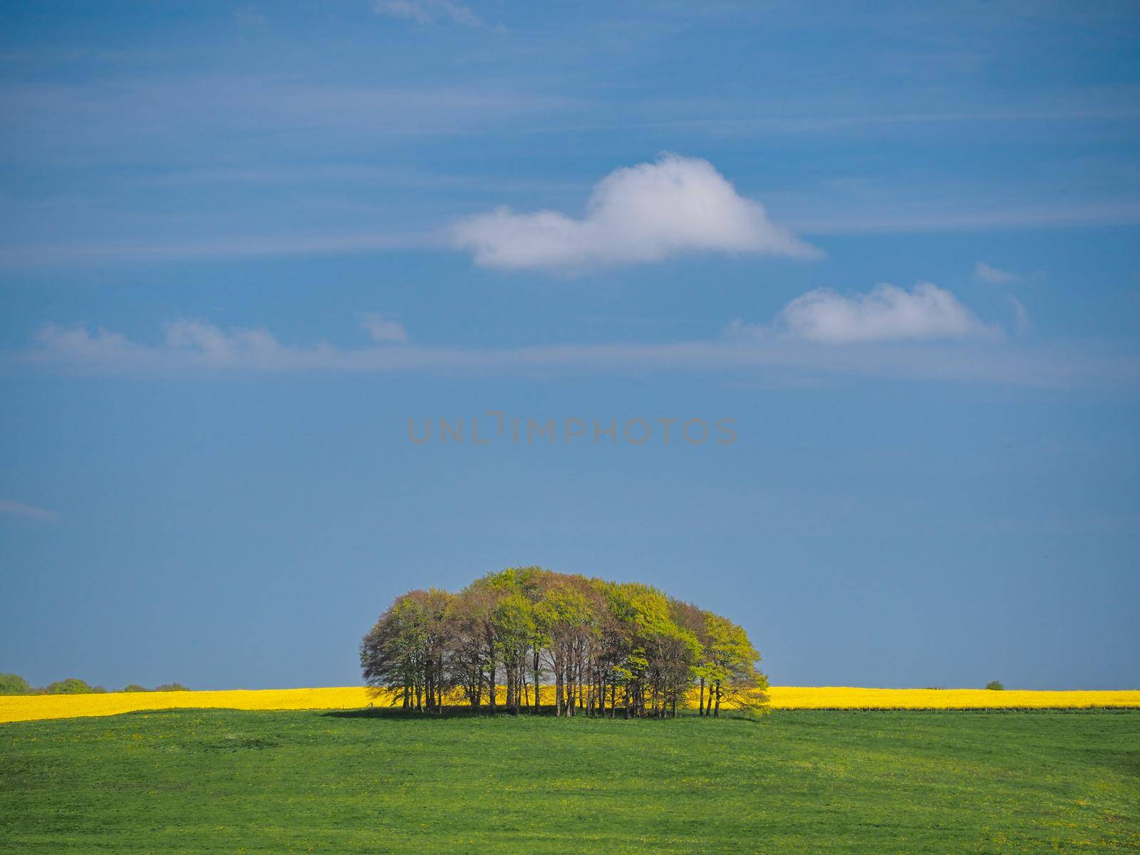Springtime view of green fields, trees and yellow rapeseed, Avebury, Wiltshire by PhilHarland