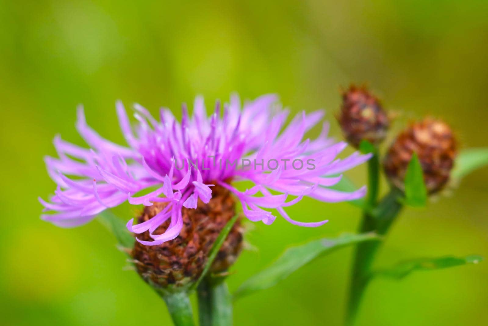 Selective focus, flowering cornflower flower in the meadow