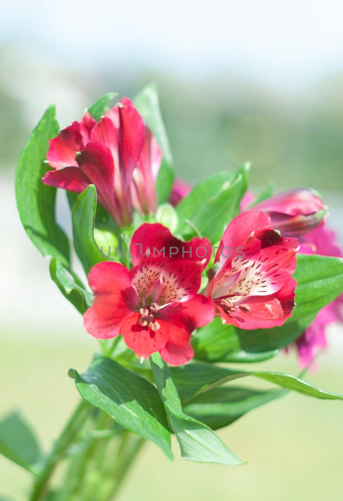 bouquet of red alstroemeria, close-up, floral background, spring bouquet, gift for mother's day, March 8, international women's day