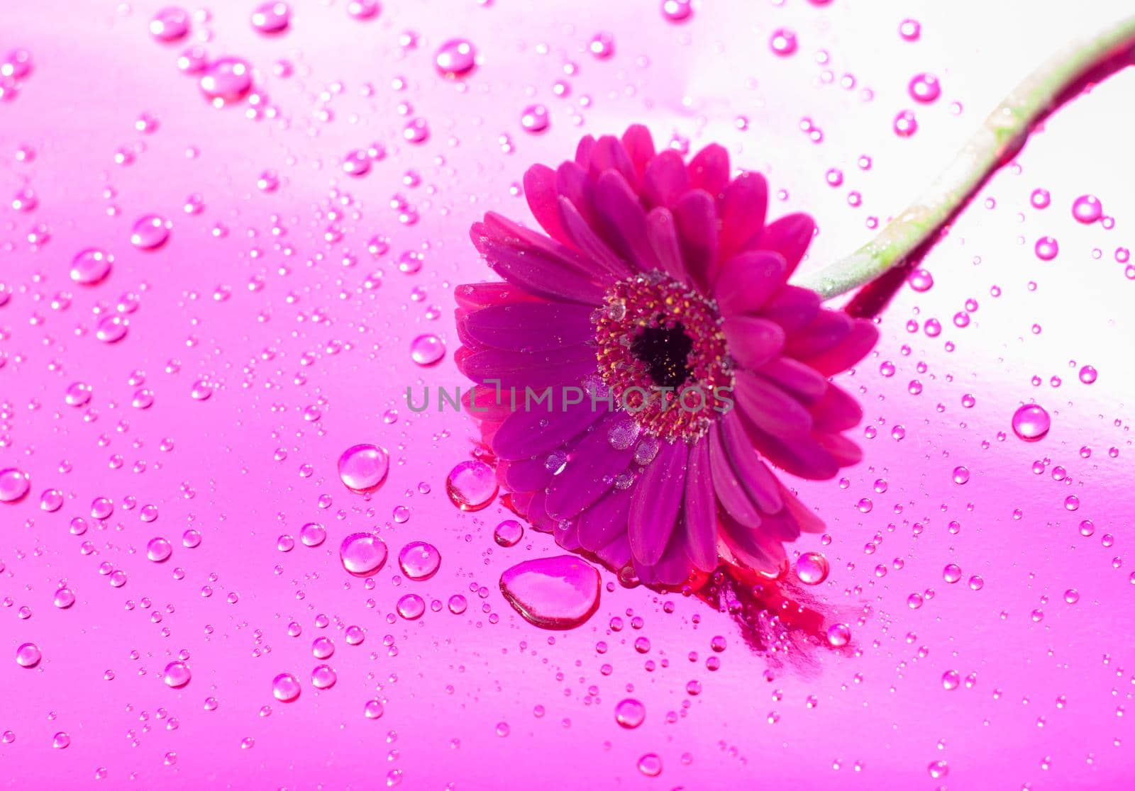 one purple gerbera on neon purple background, close angle, spring mood, flower. High quality photo