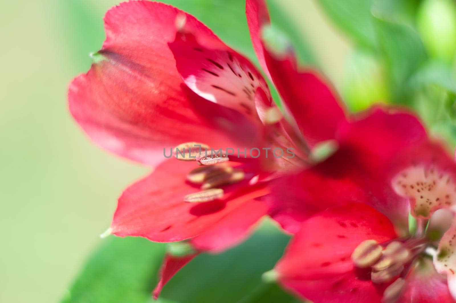 Bouquet of purple gerberas, close angle, spring mood, flower background, mother's day gift, dew drops on bud petals, tactile, visual enjoyment. High quality photo