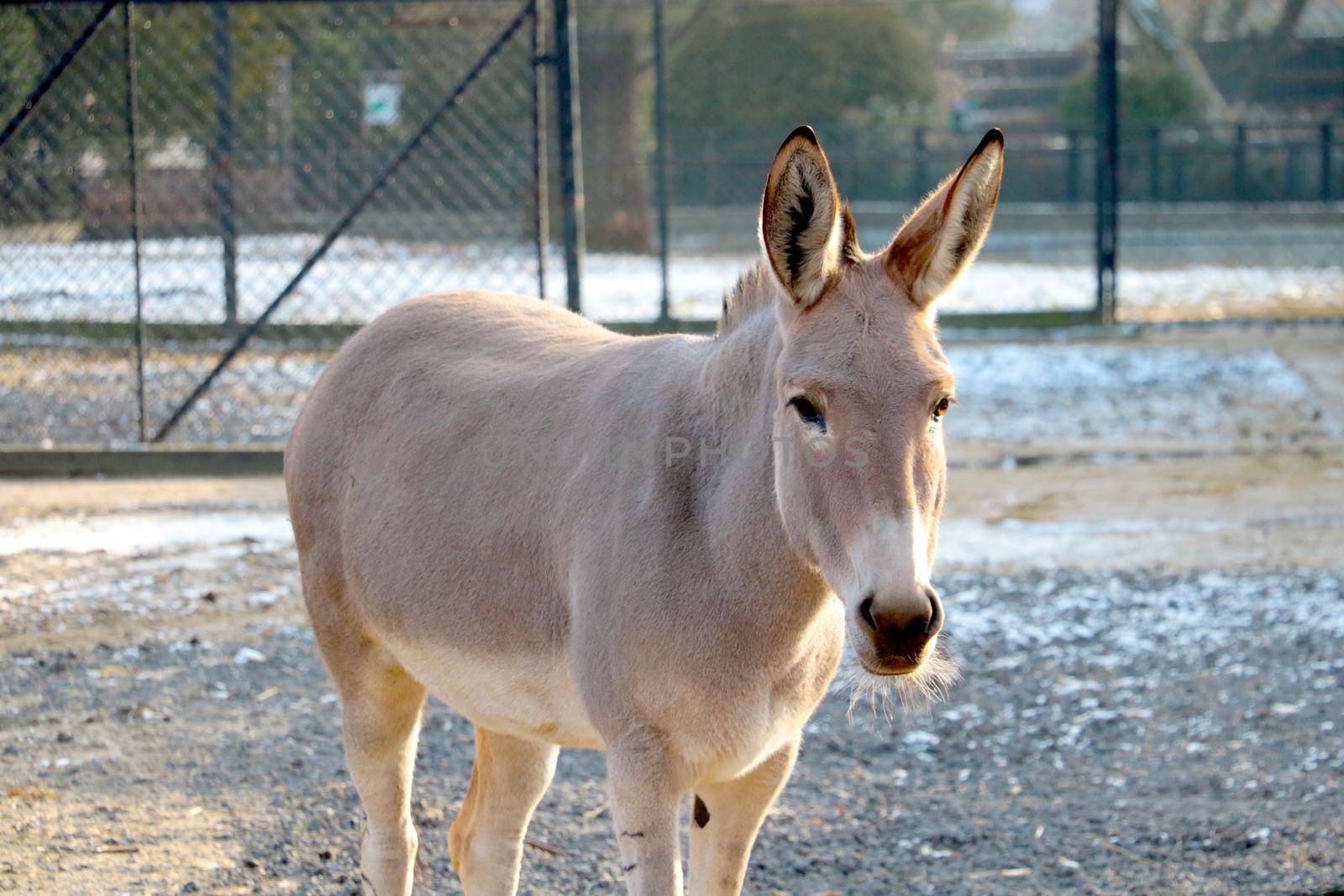 Close-up on Przewalski's horse. The Przewalski's horse is a species or subspecies of a wild horse