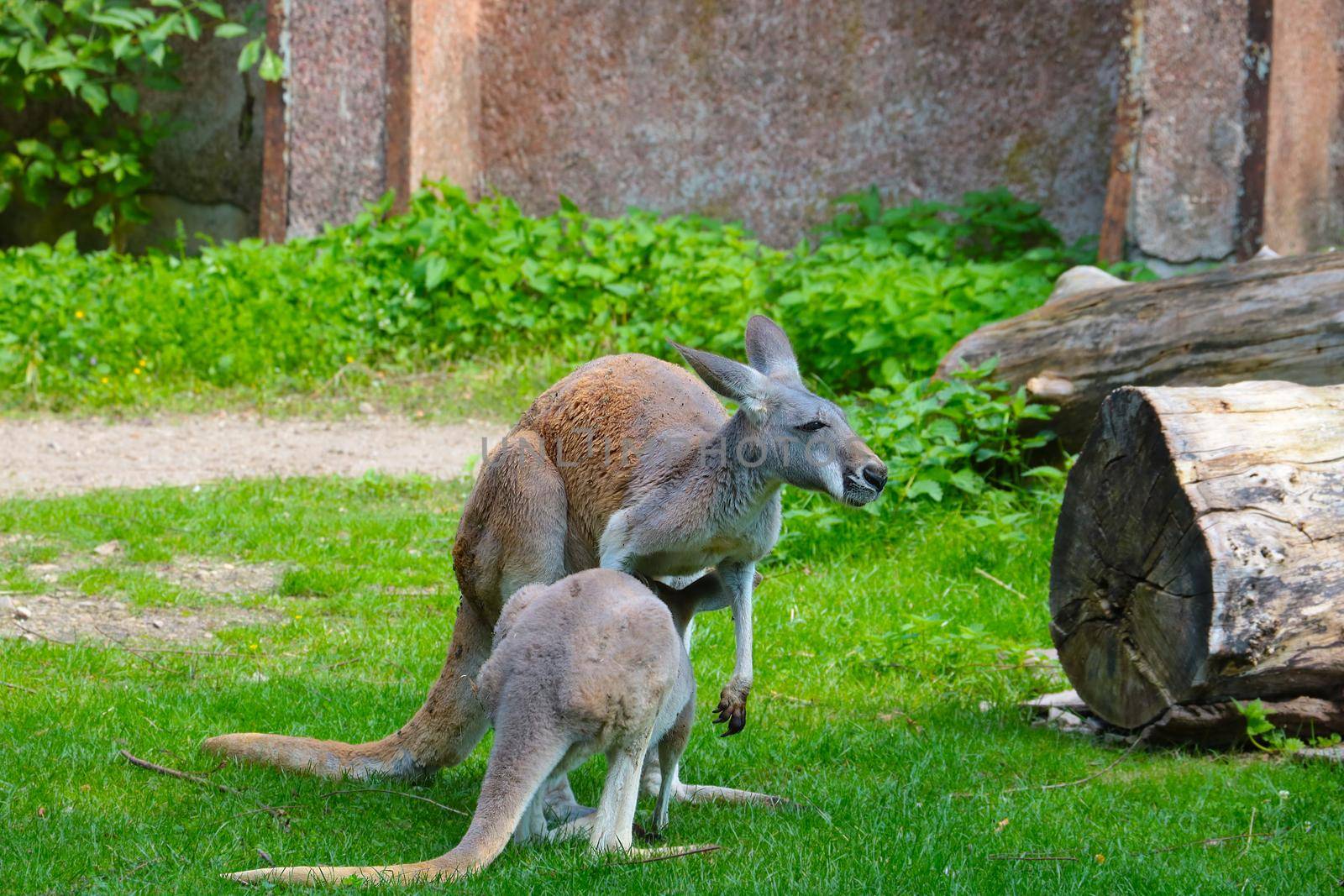 A baby kangaroo drinks milk from its mother. Wildlife