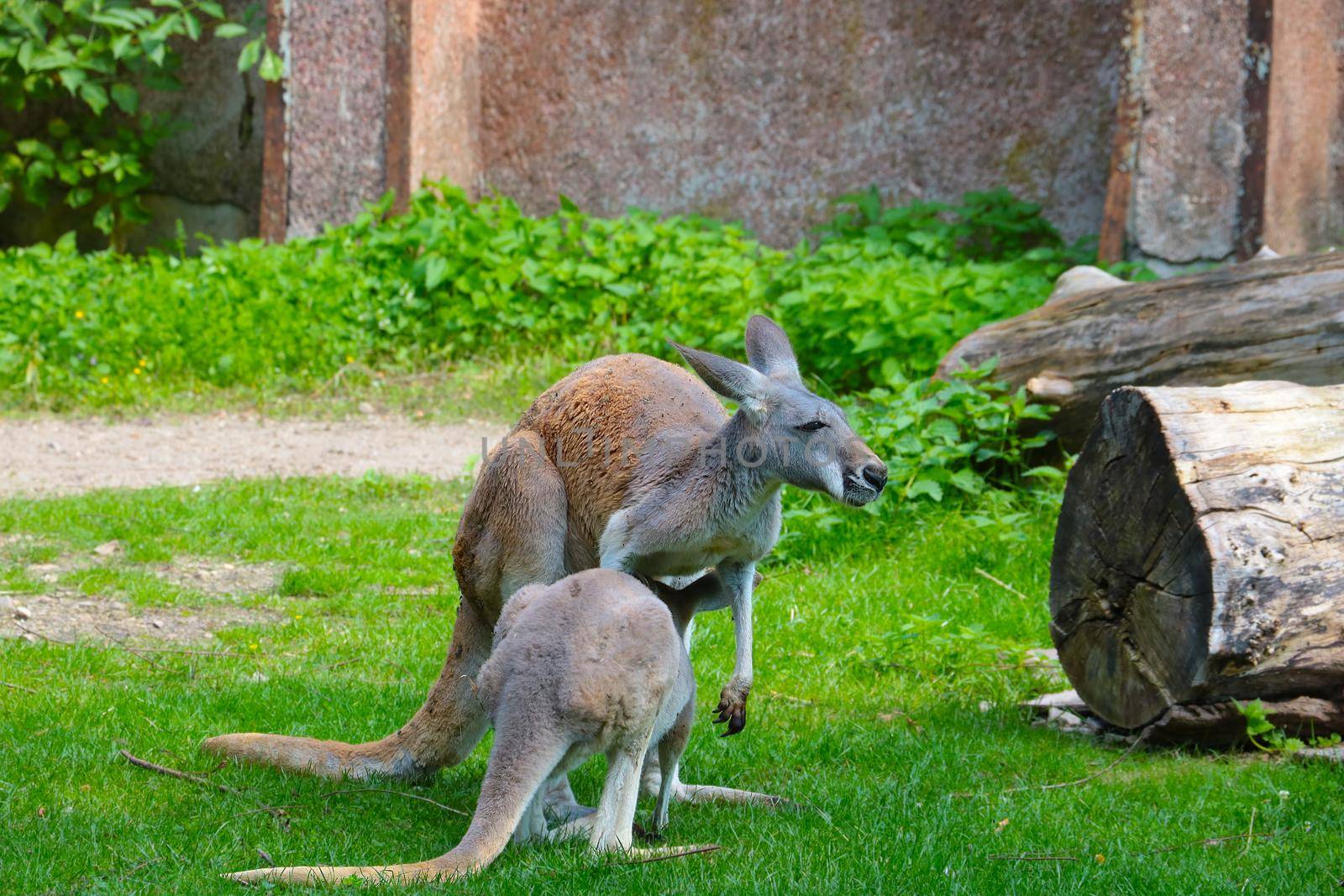 A baby kangaroo drinks milk from its mother. Wildlife. by kip02kas