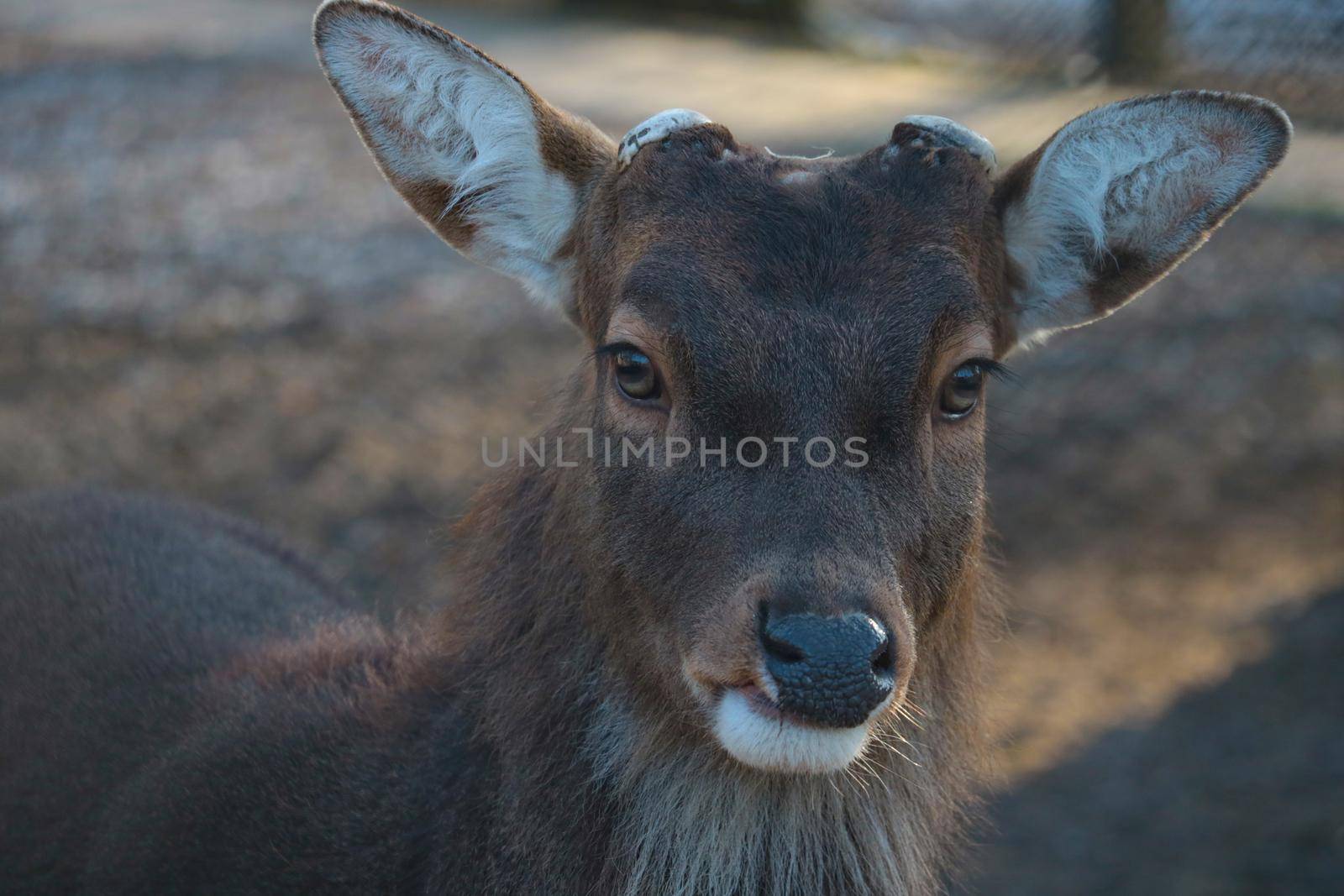 Portrait of a beautiful deer in the forest. Wildlife