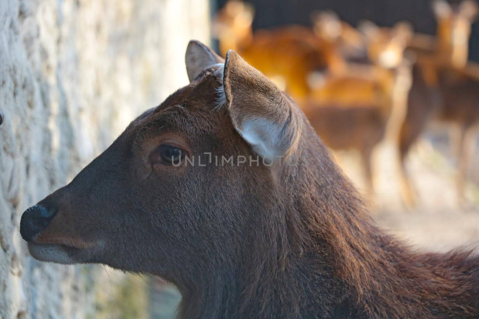 Selective focus, close up of wild deer