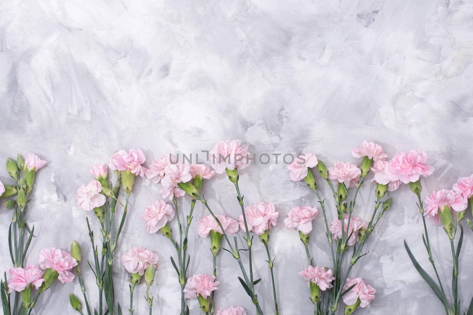 loose pink carnations scattered on cement background, spring holidays, valentine's day, international women's day on march 8, may 1 labor day, copy space. High quality photo