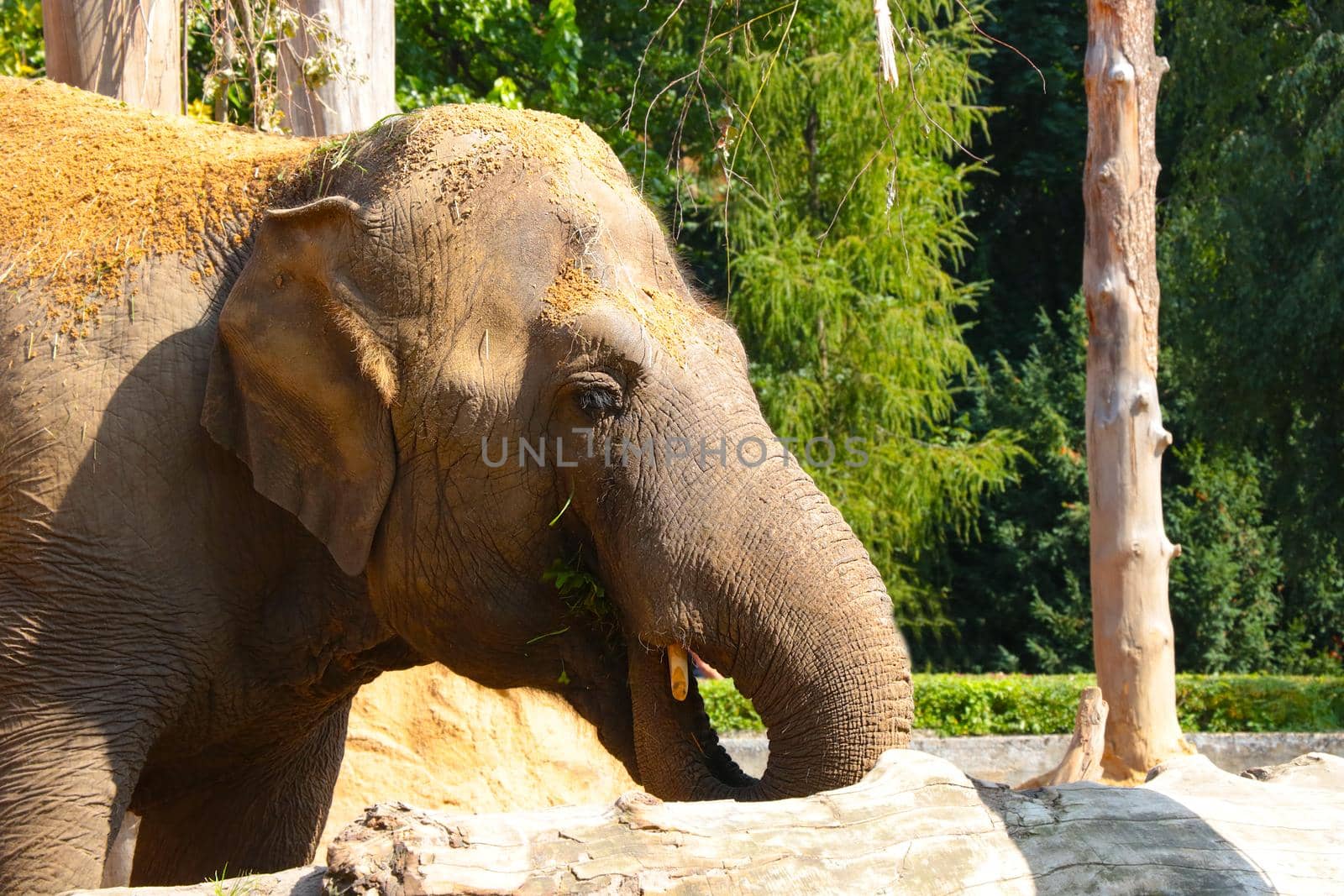 Close-up of an elephant in the park. by kip02kas