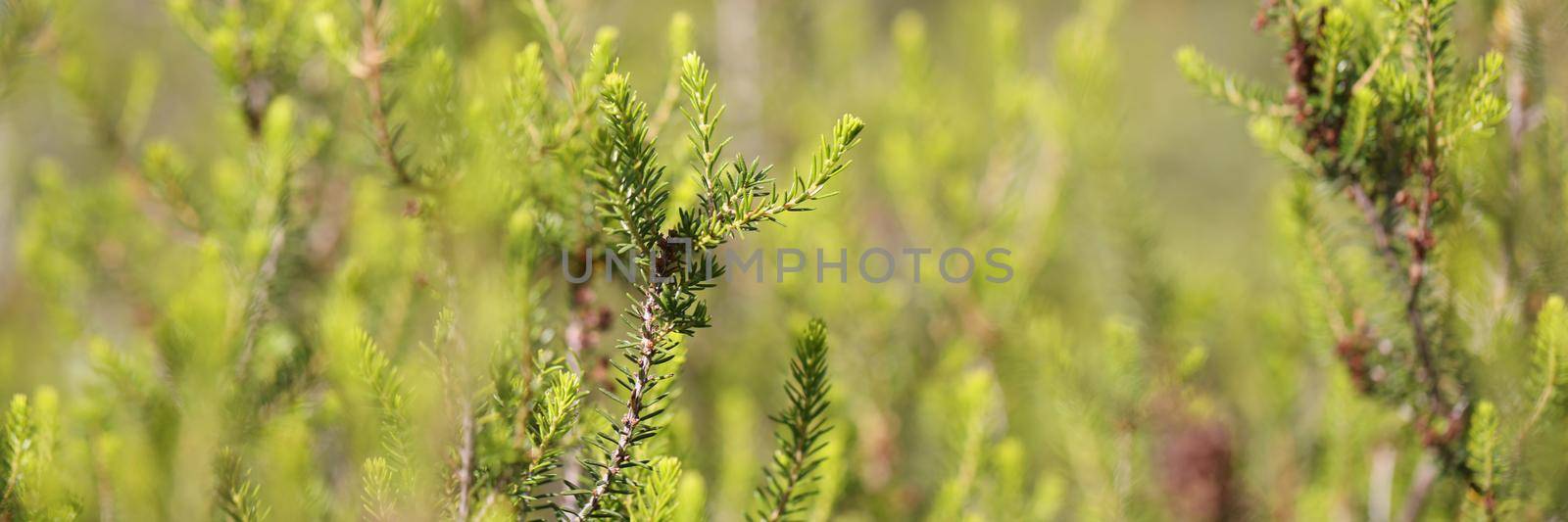 Close-up of young green branch of spruce with small cones. Cedar branch with pine nuts. Wonderful nature concept. Evergreen conifers. Blurred background