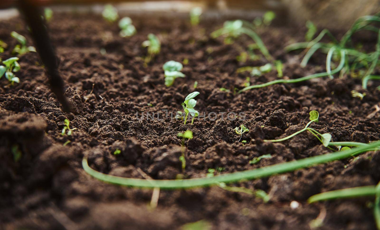 Small sprouts of microgreens , salad, lettuce, arugula in the ground. spring seedlings for the garden growing in the open field, gardening at home, planting background. organic food concept