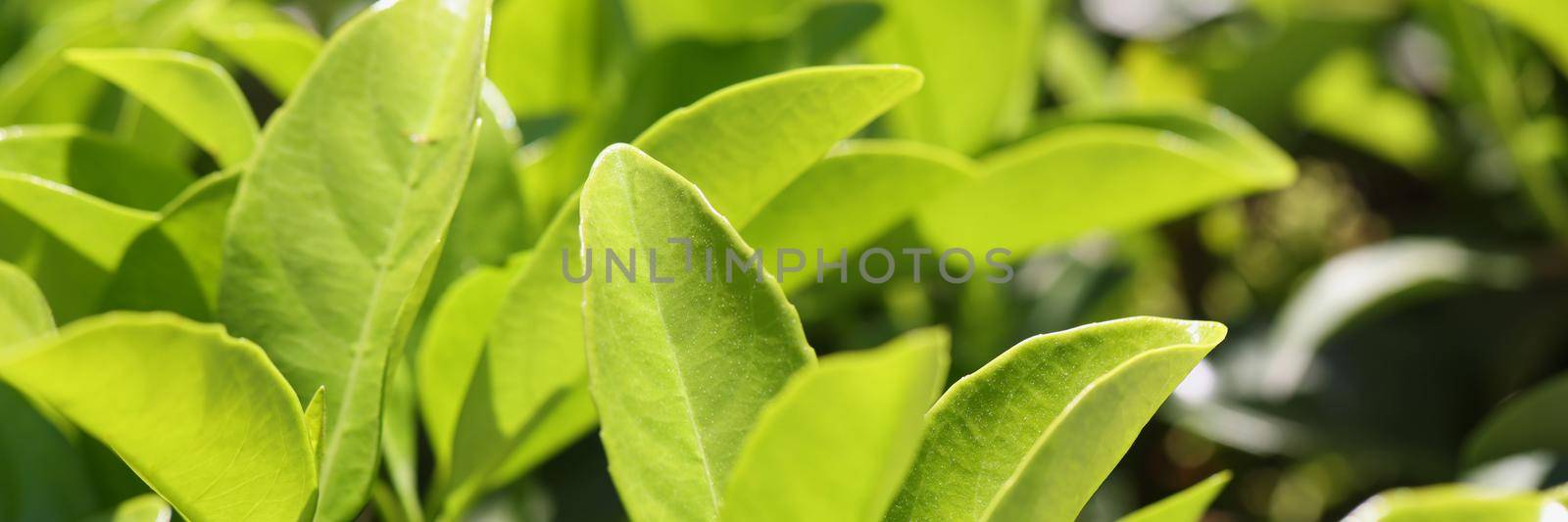 Green leaves natural background or tea plantation. Beautiful fresh tropical plants, bush or greenery texture. Foliage backdrop. Nature and eco concept