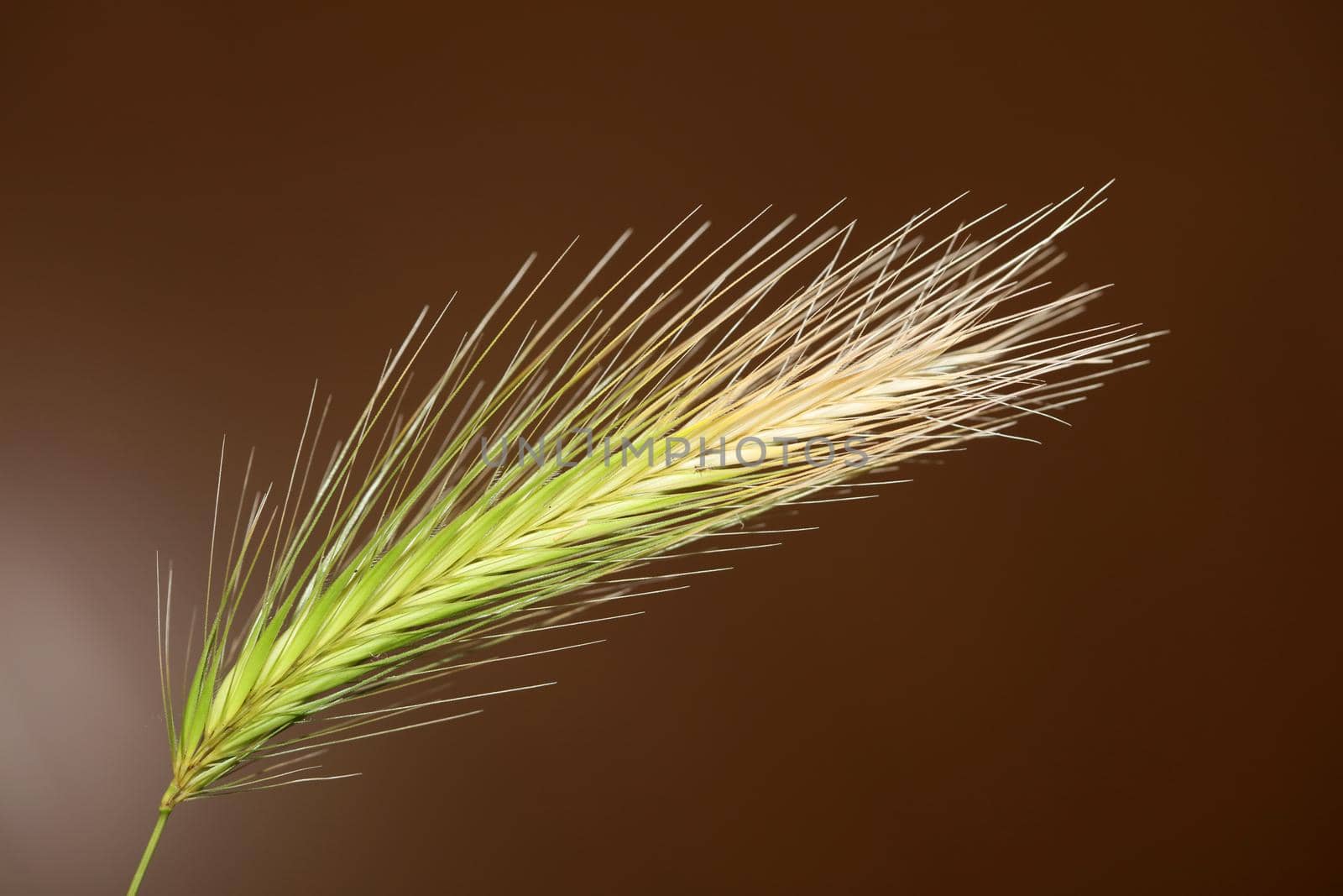 Flower blossom close up hordeum vulgare family poaceae botanical background modern high quality big size print home decoration