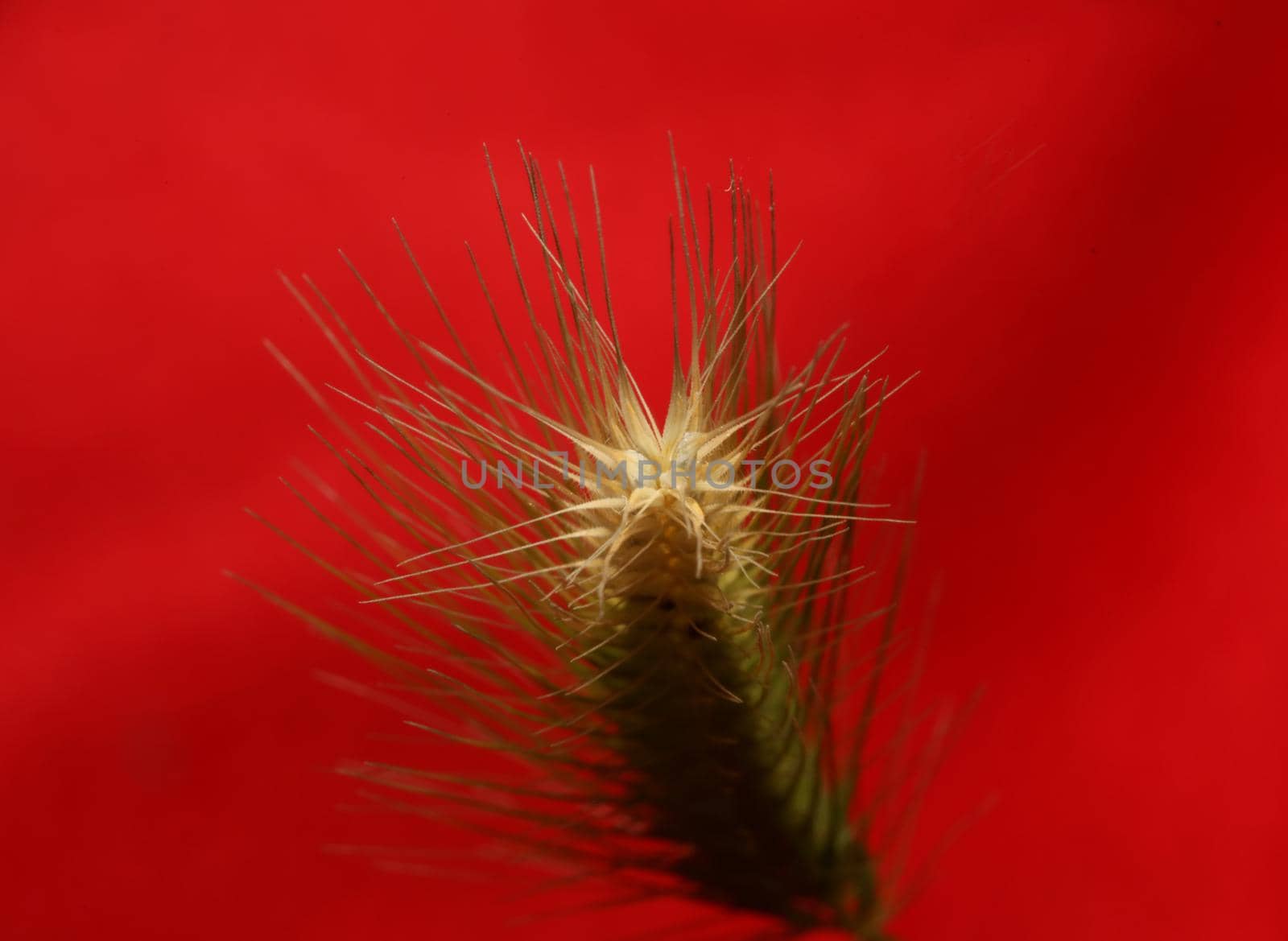 Flower blossom close up hordeum vulgare family poaceae botanical background modern high quality big size print home decoration