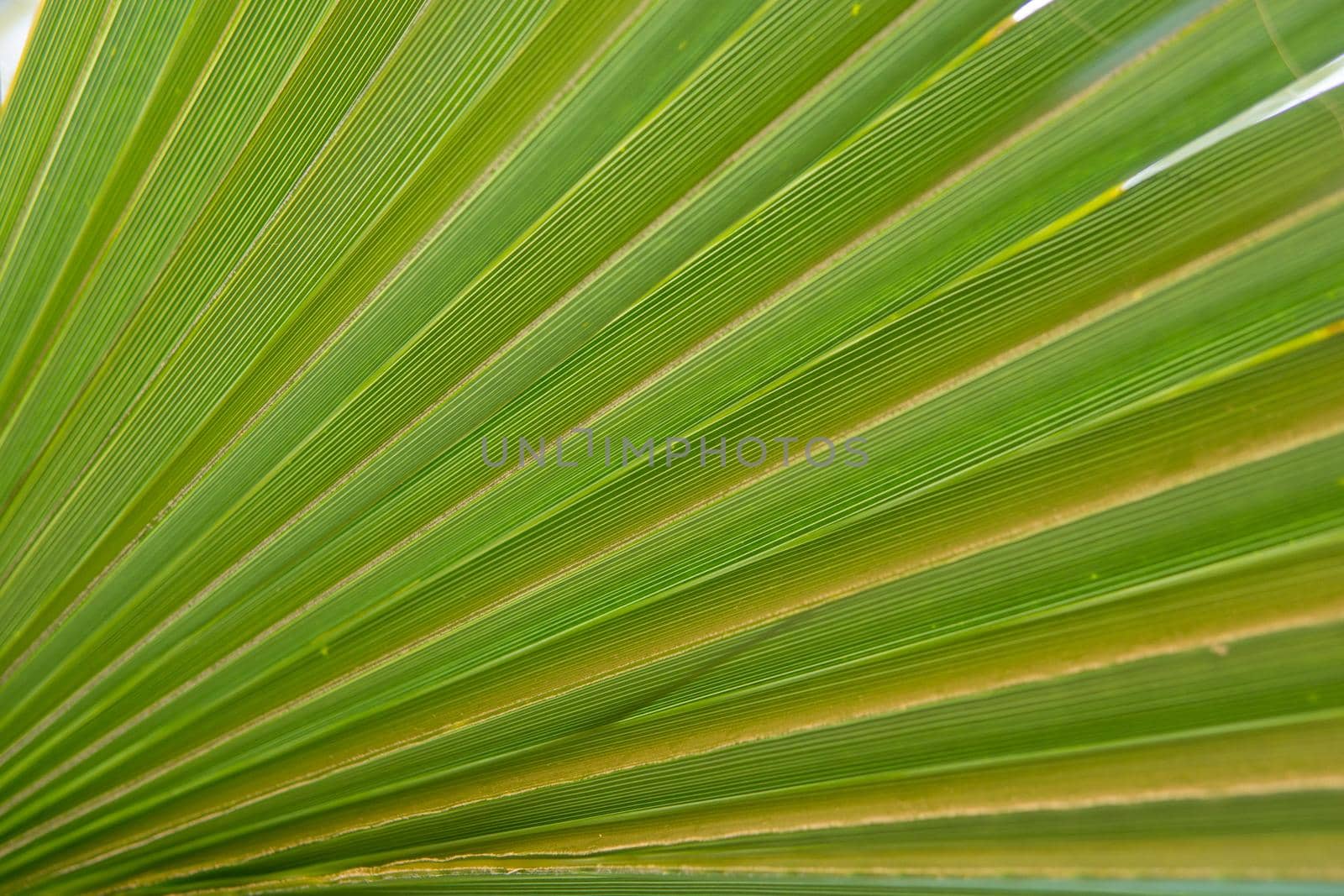 Green palm leaves, natural background. by Annu1tochka