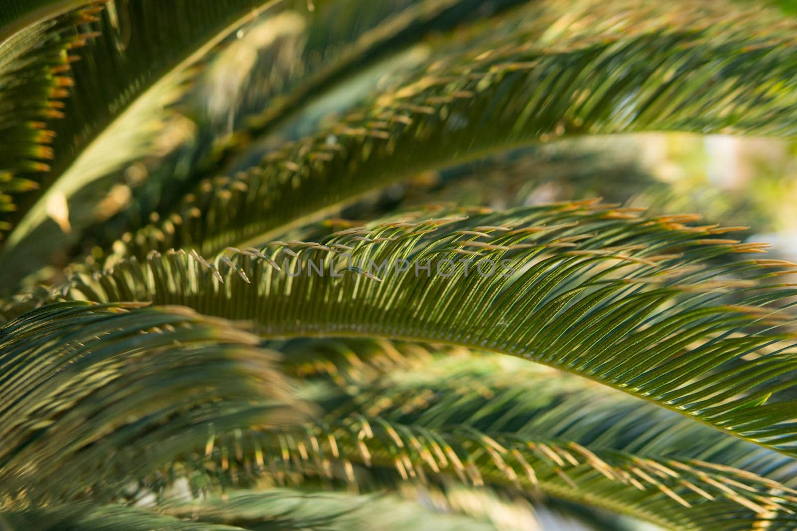 Green palm leaves, natural background. by Annu1tochka