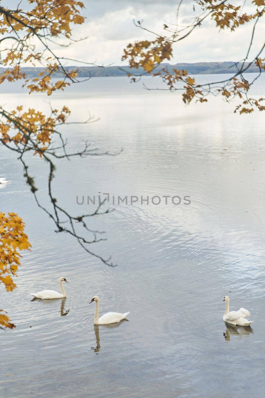 White swans swim in the lake. Kaliningrad region. High-quality photo