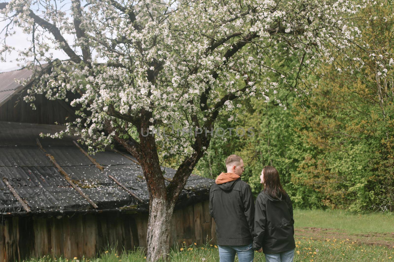 Sensual woman and man in cherry bloom. Couple in love in blossoming garden in spring. Love and romance, relationship, happy family outdoors.