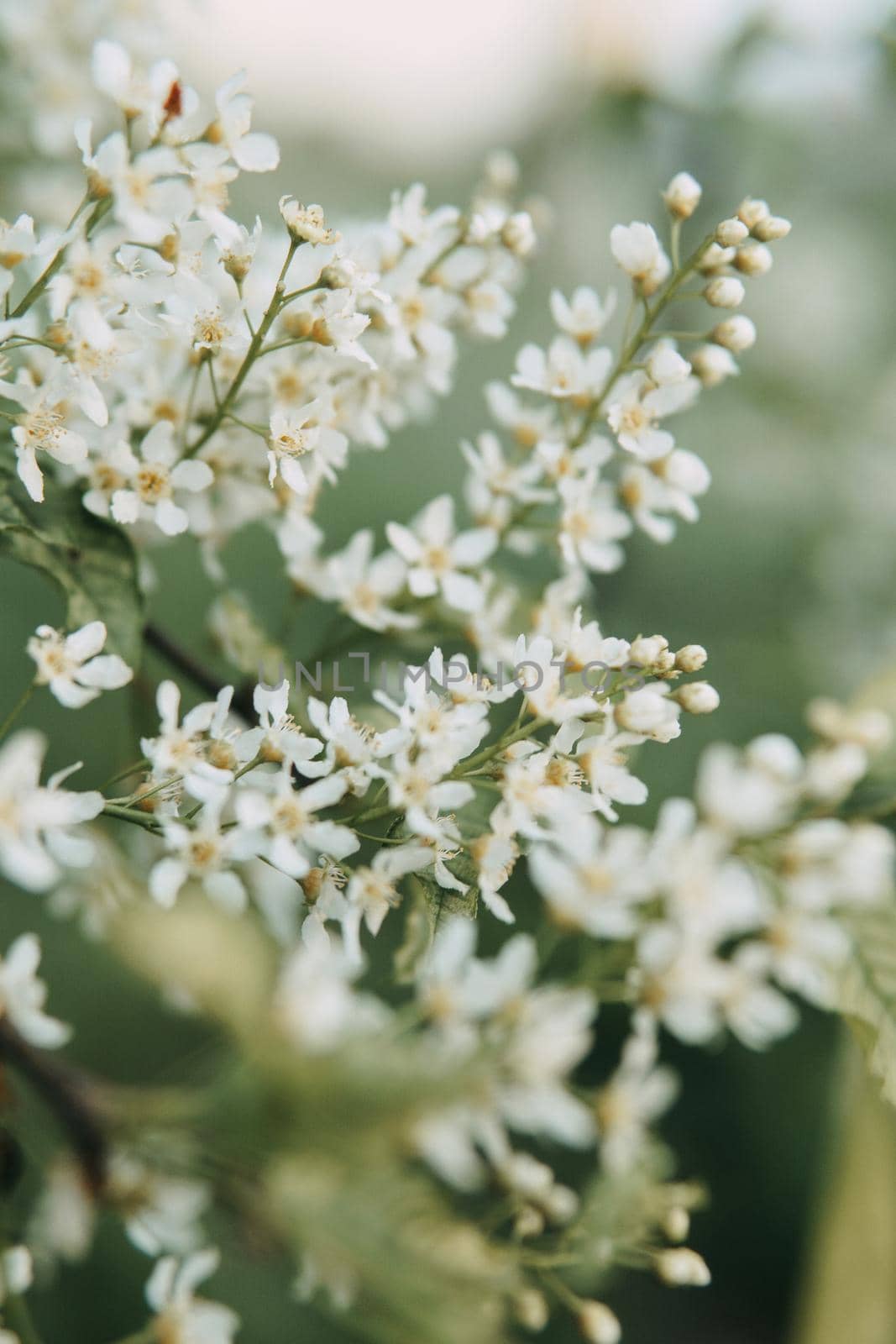 Blooming cherry branches with white flowers close-up, background of spring nature. Macro image of vegetation, close-up with depth of field. by Annu1tochka