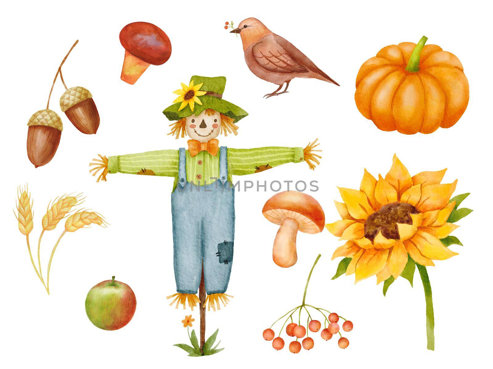 Fall set with wheat and acorns. Watercolor scarecrow character with bird, sunflower and pumpkin isolated on white background. Autumn decor.