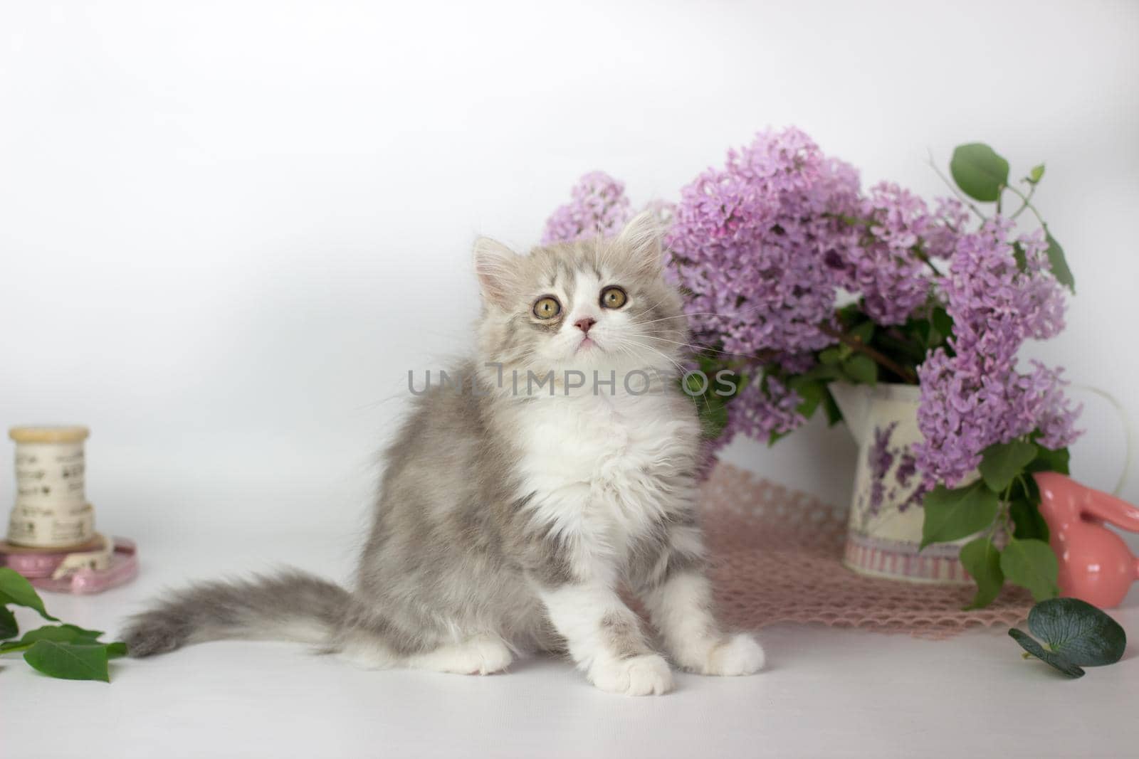 Cute pets. Little kitten breed of scottish highland stright cat on a white background with lilac elements.