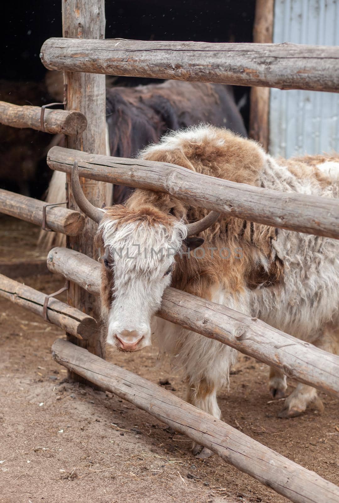The head of a large cow or bull with horns. Portrait of a head of cattle on a farm. Breeding animals for dairy products or meat.
