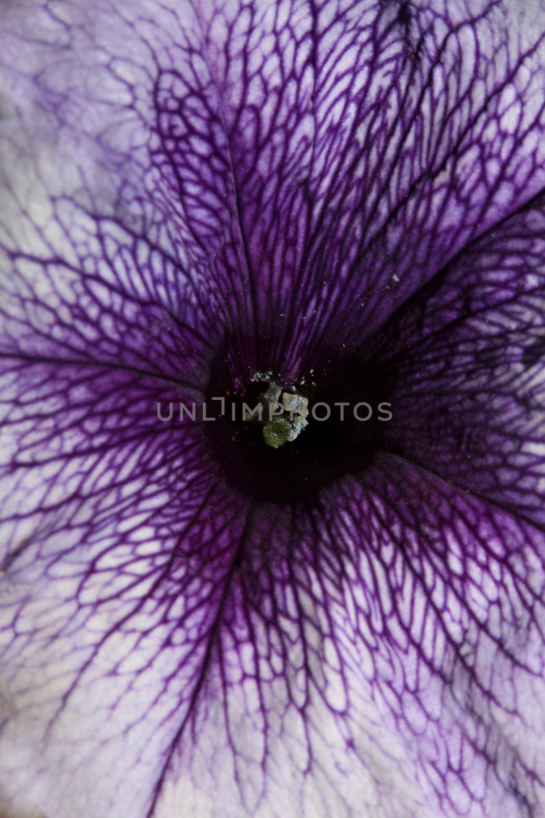 Blue flower blossom close up petunia hybrida family solanaceae botanical background modern high quality big size prints home decoration