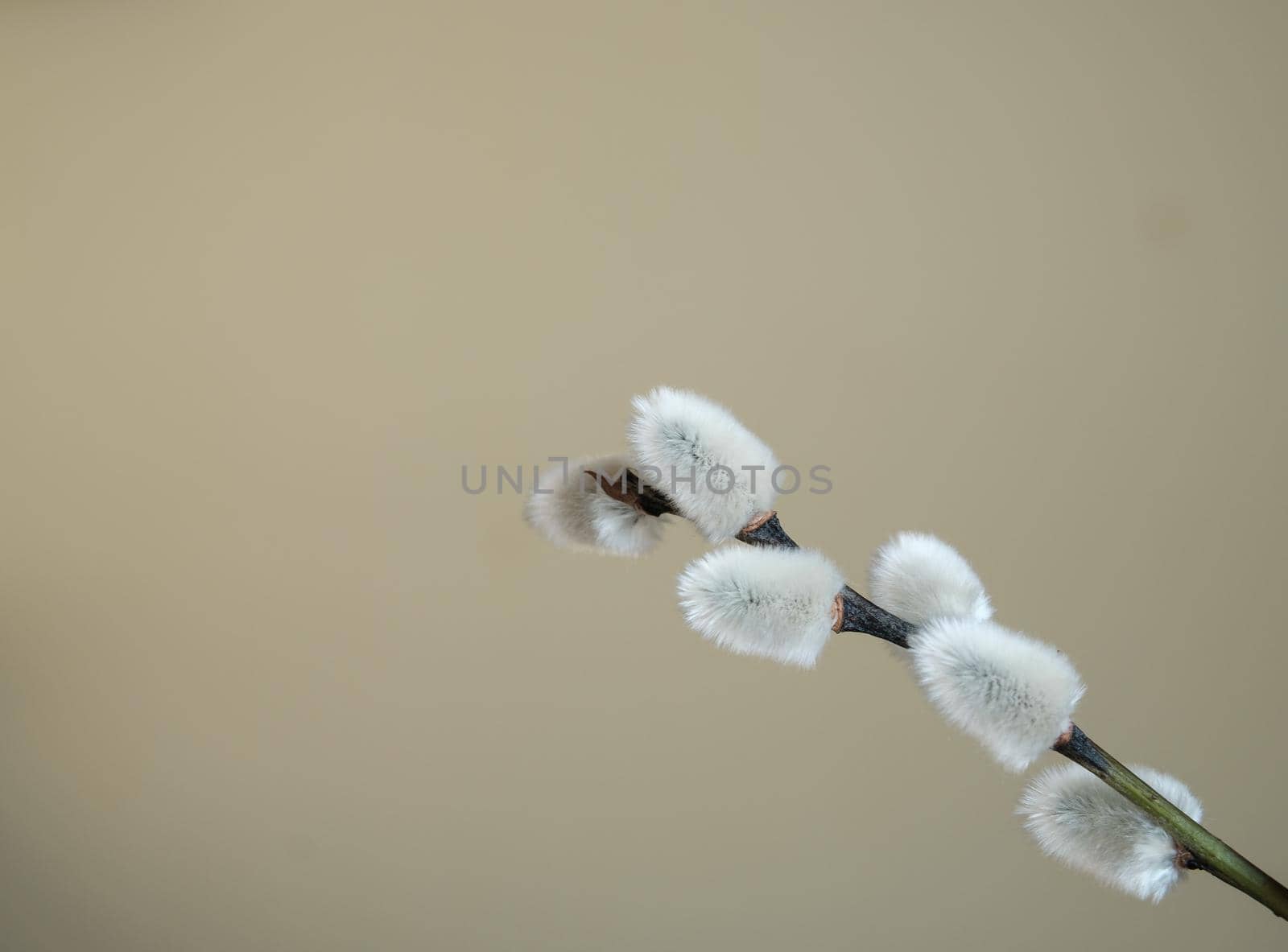 Minimalistic Image Of Pussy Willow Catkins With Copy Space