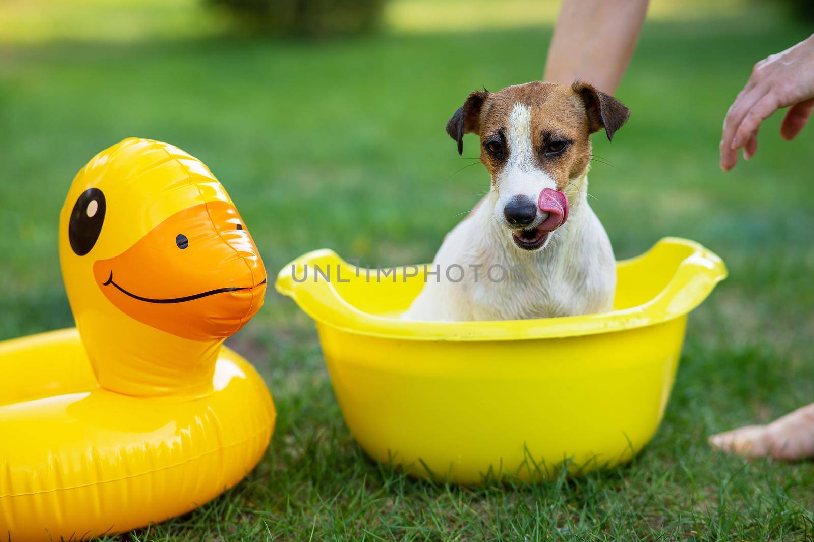 The owner washes the dog Jack Russell Terrier in a yellow basin on a green lawn