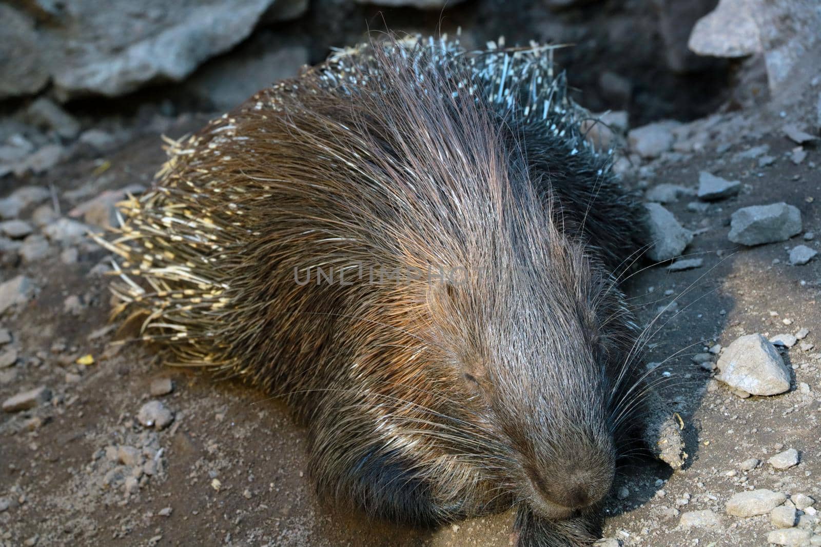 The porcupine lies on the ground and basks in the sun. Porcupines are large rodents with sharp spines or quills that protect them from predators