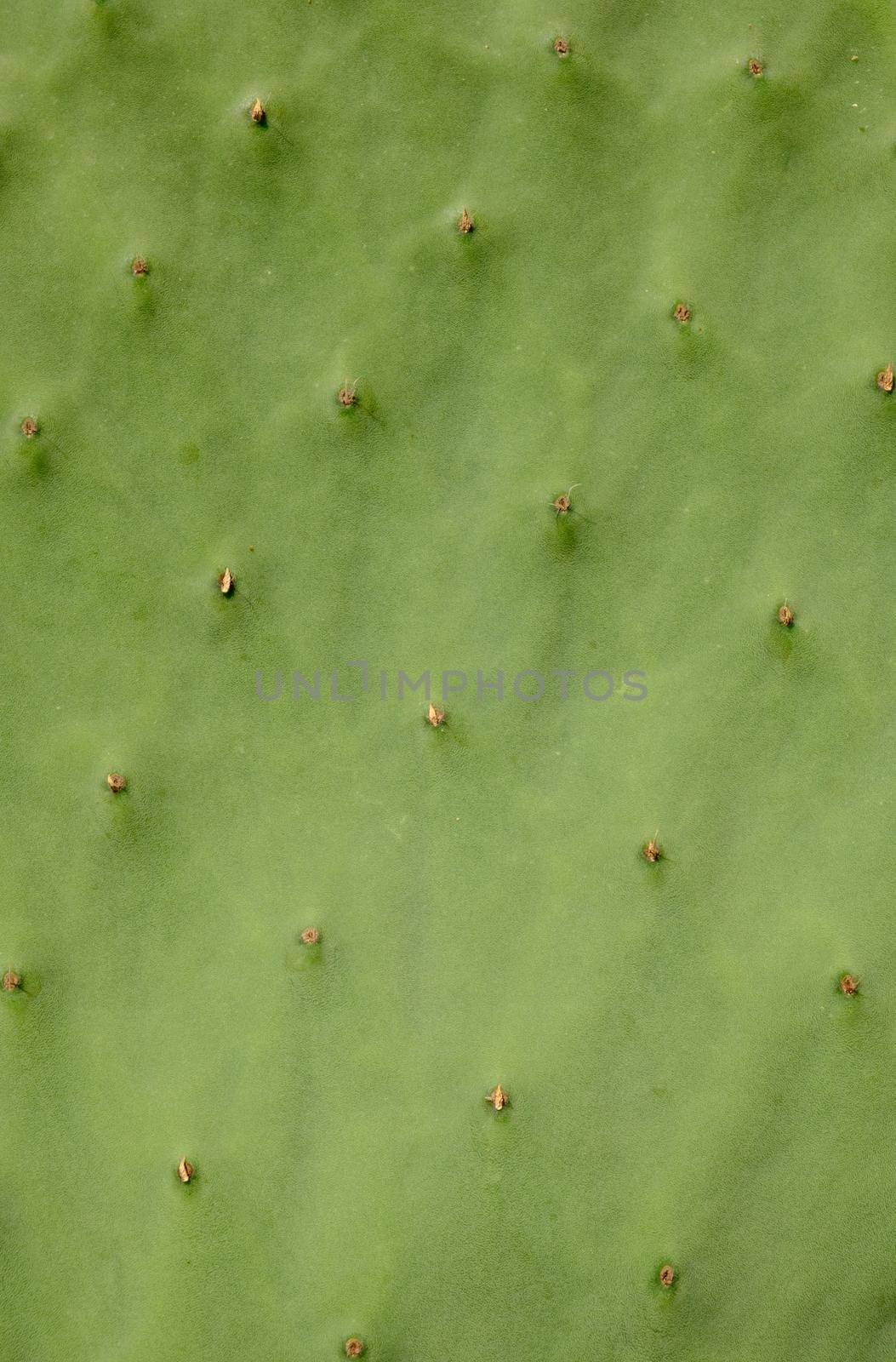 Abstract Background Texture Of A Spiky Cactus