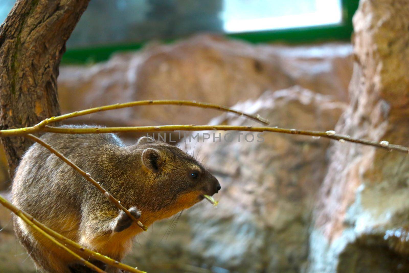 Blurry background, out of focus, a wild rodent eats a branch of a tree or bush. by kip02kas