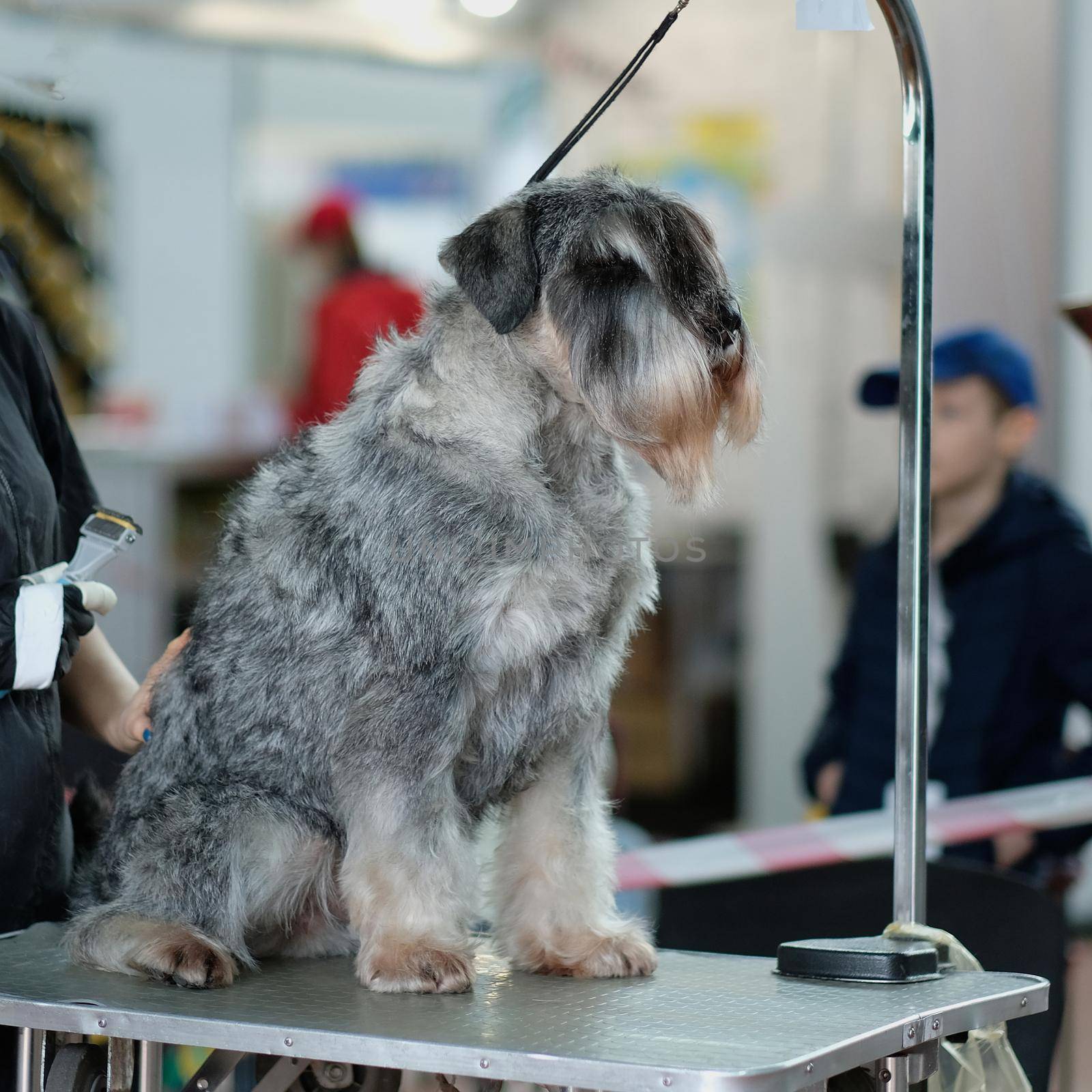 Miniature schnauzer sits on a grooming table.