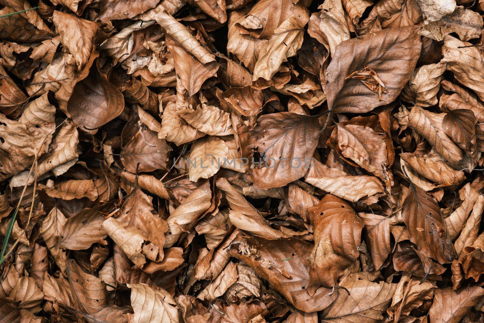 Background Texture Of Fall Leaves by mrdoomits