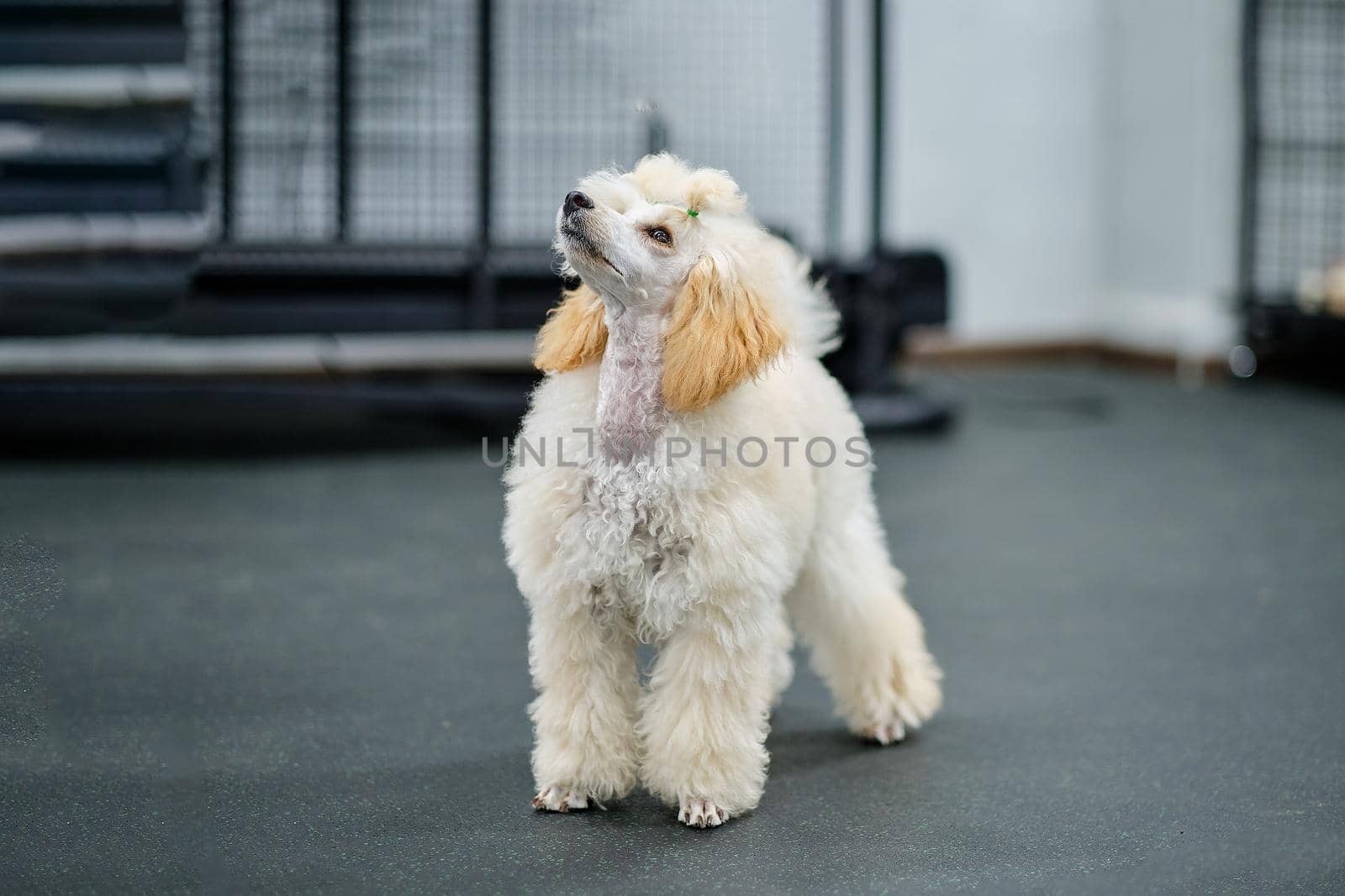 A beautiful puppy aged 5 months of a small poodle in a rack looks up.