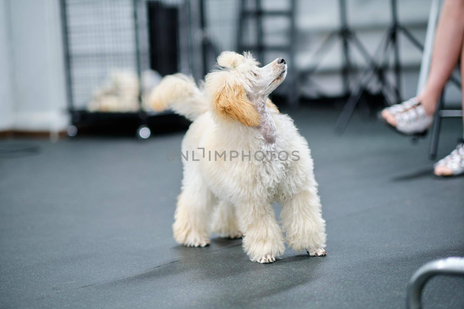 Poodle puppy of light apricot color looks up.