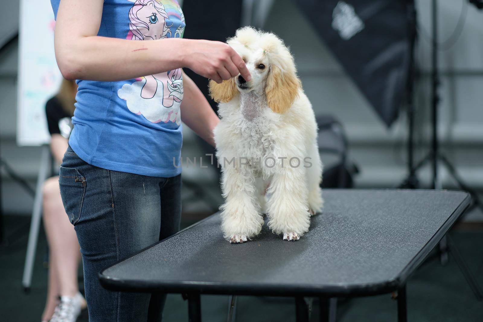 The trainer puts a poodle puppy in the rack on the grooming table.