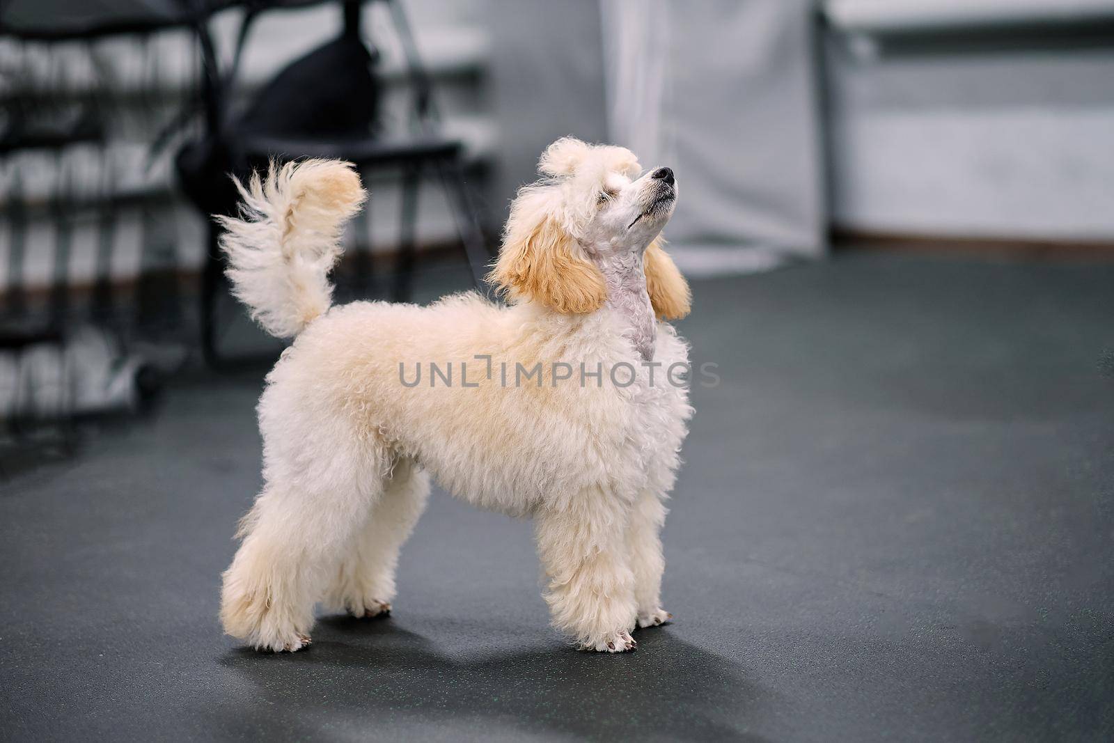 A beautiful apricot-colored poodle puppy in a rack looks up.