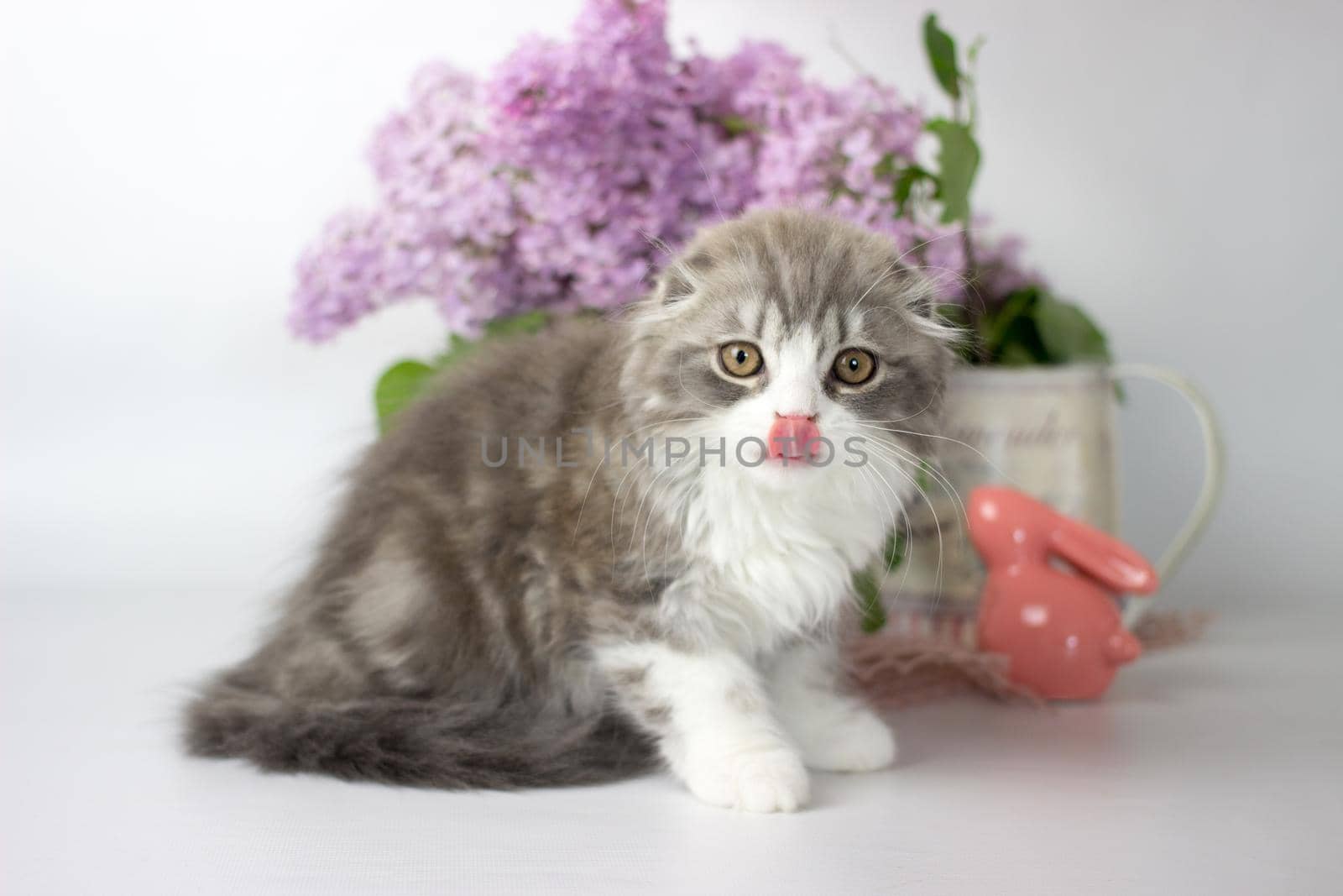 Young scottish highland fold kitten on white and lilac background.