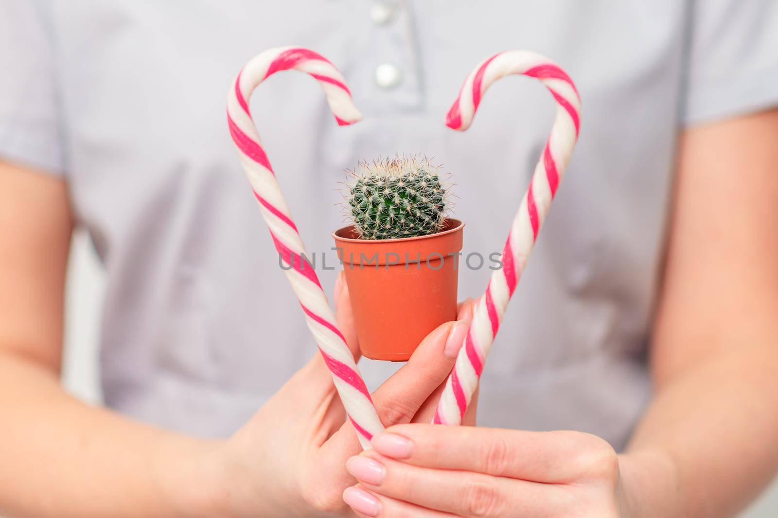 Small cactus in pot with christmas candy in female doctor or beautician hands