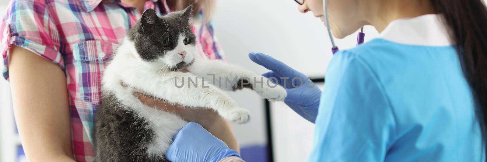 Portrait of female owner hold cat on hands and veterinarian woman examine domestic pet. Checkup of cats health in vet. Veterinary medicine, animal concept