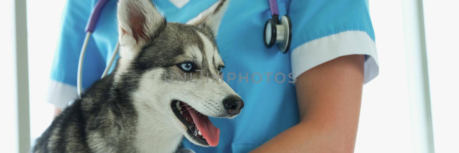 Close-up of female veterinarian with puppy husky on vet appointment in clinic. Professional veterinary specialist with pet. Animal healthcare, vet concept