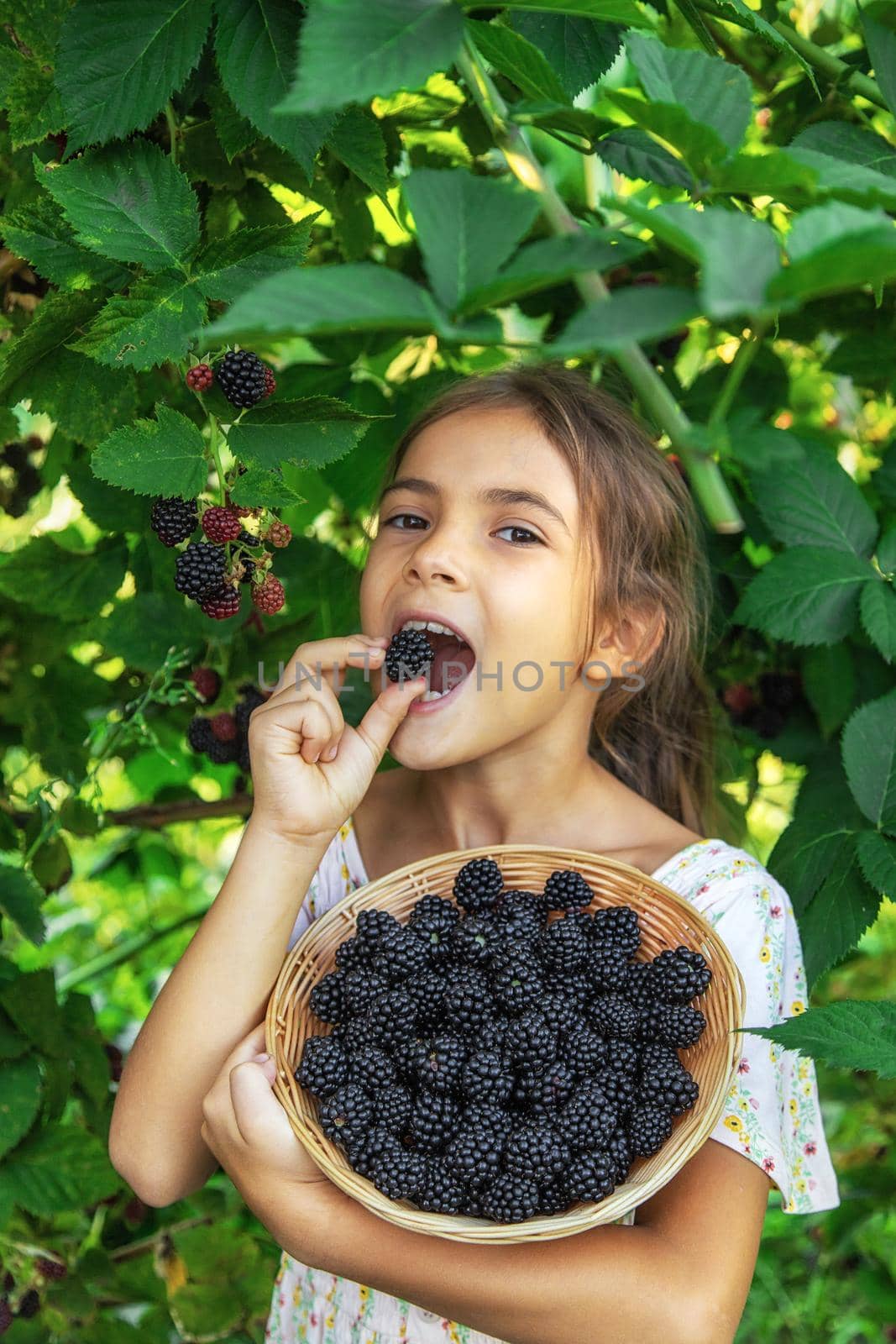 The child is harvesting blackberries in the garden. Selective focus. Food.